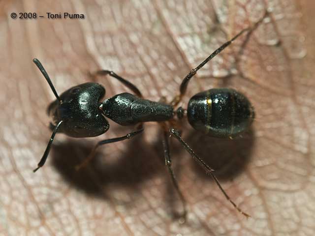 Formica...dei tetti!!! Camponotus barbaricus